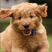 Healthy dog who eats Mother nature’s Dob food Products from Zen Pets